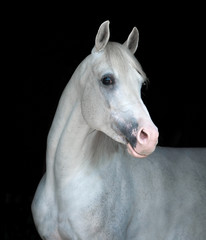 Wall Mural - white arabian horse portrait isolated on black background