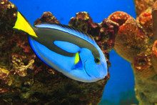 Closeup Of A Blue Tang Surgeonfish In The Aquarium.
