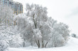 Winter landscape, Moscow, Russia. Nice snowy trees overlooking modern building.