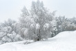 Winter landscape, Moscow, Russia. Nice trees covered fresh snow.