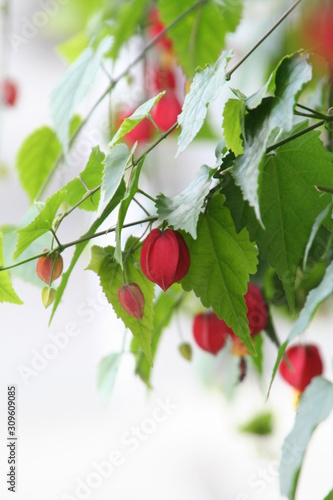 チロリアンランプ 赤い花 秋 可愛い Stock Photo Adobe Stock チロリアンランプ 赤い花 秋 可愛い Stock Photo Adobe Stock