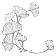 Corner branch with outline Gingko or Ginkgo biloba ornate leaf in black isolated on white background. 