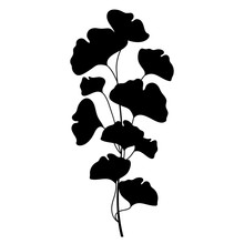 Branch Silhouette Of Gingko Or Ginkgo Biloba Leaf In Black Isolated On White Background. 