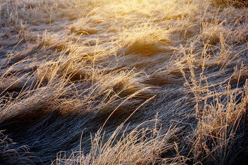 Wall Mural - Frost on the grass. Ice crystals on meadow grass close up. Nature background.Grass with morning frost and yellow sunlight in the meadow, Frozen grass on meadow at sunrise light. Winter background