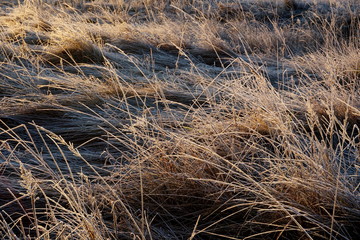 Wall Mural - Frost on the grass. Ice crystals on meadow grass close up. Nature background.Grass with morning frost and yellow sunlight in the meadow, Frozen grass on meadow at sunrise light. Winter background