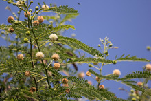 Flower Of Horse Tamarind Tree