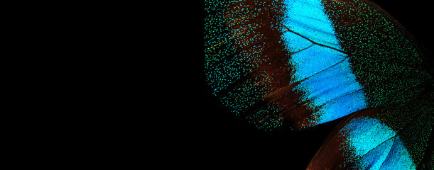 Aufkleber - wings of a tropical butterfly on a black background. bright blue Blume butterfly wings. copy spaces. blue color in nature                                                                            