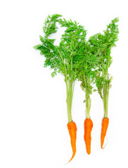 Wall Mural - fresh carrots isolated on a white background. Bunch of baby carrots isolated on white background.