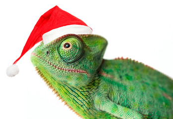 Wall Mural - chameleon - Chamaeleo calyptratus on a branch with santa cap isolated on white