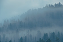 Fog Over Coniferous Forest, Silhouettes Of Trees On Hillside, Mystical Haze