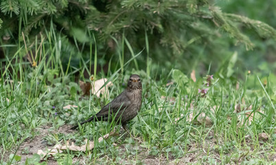 Wall Mural - Blackbird perched on ground in the forest 