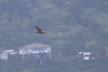 Canvas Print - marsh harrier