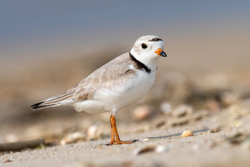 Wall Mural - close-up profile of a piping plover on the beach.