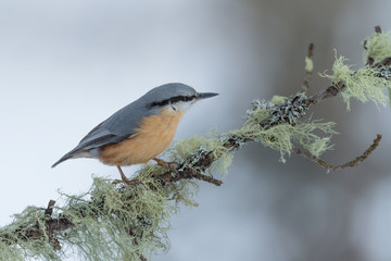 Naklejka na meble Portrait of the Eurasian nuthatch on branch (Sitta europaea)	