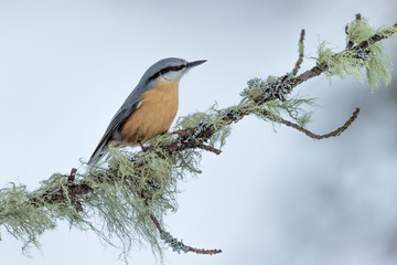 Wall Mural - The Eurasian nuthatch on snow (Sitta europaea)