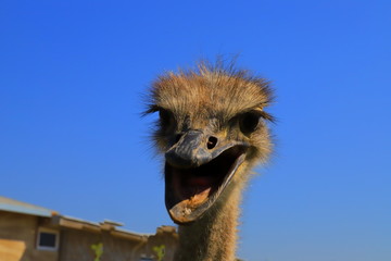 Wall Mural - Ostrich's head in fas, close-up