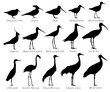 Water birds and birds of fields. Silhouettes vector collection.