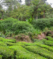 Wall Mural - Tea plantation in Malaysia