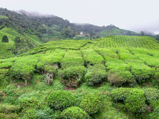 Wall Mural - Tea plantation in Malaysia