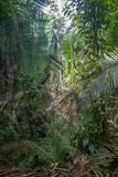 Fototapeta Dziecięca - Dense jungle in the Amazon region, Brazil, South America