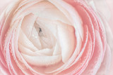 Fototapeta Sypialnia - close up of fresh pink rose flower with water drops