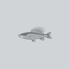 Wall Mural -  grayling fish