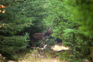 Sticker - fallow deer, dama dama, Czech nature