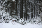 Fototapeta Na ścianę - Winter landscape. Forest under the snow. Winter in the park.