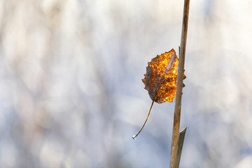 Dry golden tree leaf on a branch