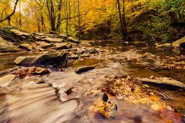 Wall Mural - Autumn In The Woods