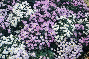 Wall Mural - Chrysanthemums in the Garden, Thailand. flowers chrysanthemum, chrysanthemums in autumn, chrysanthemums annuals.