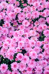 Wall Mural - Chrysanthemums in the Garden, Thailand. flowers chrysanthemum, chrysanthemums in autumn, chrysanthemums annuals.