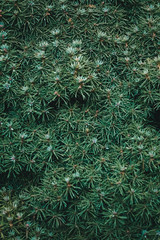 Wall Mural - Christmas fir tree background with copy space. Fir tree branches texture.