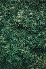 Wall Mural - Christmas fir tree background with copy space. Fir tree branches texture.