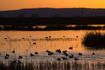 Wall Mural - Ducks swimming in water at wetlands sunset silhouette .