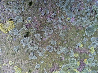 Gray stone with colorful mossy textured background images.