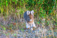 Alaska Wildlife Photography, Denali National Park, Wild Rabbit