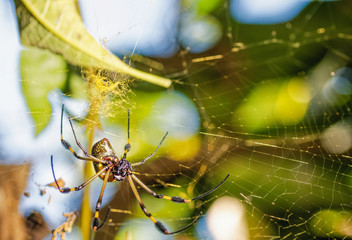 spider on the web