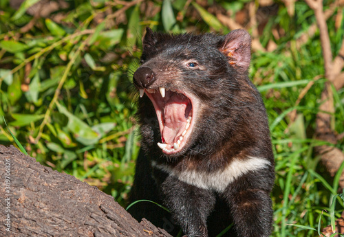 Tasmanian devil growling Poster Mural XXL