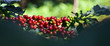 Close up, Arabica coffee berry ripening on tree, coffee beans in North of thailand, Blur background.