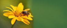 Banner. Bee. Close Up Of A Large Striped Bee Collecting Pollen On A Yellow Flower. Macro