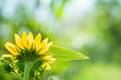 Backside view of sunflower on greenery background with beauty bokeh for nature and freshness concept.