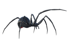 Black Widow Spider Isolated On White, 3d Render.