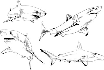 great white shark drawn in ink freehand sketch logo	