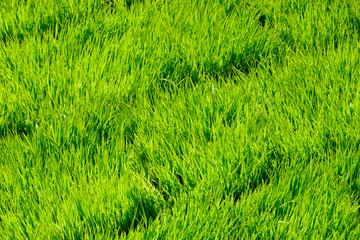 field of green grass