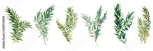 Fotografía Watercolor fir branches hand drawn illustration