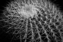Cactus Nature Texture Background. Black White