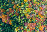 Fototapeta Do pokoju - Impressive colorful autumn landscape of trees