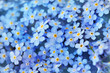 Leinwandbild Motiv Spring blue forget-me-nots flowers posy, pastel background, selective focus, toned floral card