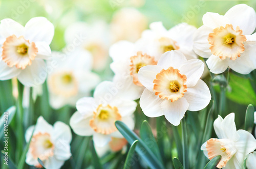 Cuadros en Lienzo Spring blossoming yellow daffodils, springtime blooming narcissus (jonquil) flow